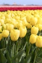 Tulips Royalty Free Stock Photo