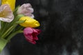 Tulips on a black background