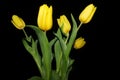 Tulips on a black background