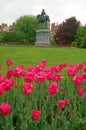 Tulips bloom in BostonÃ¢â¬â¢s Public Garden Royalty Free Stock Photo