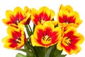 Tulips bloom bouquet Royalty Free Stock Photo