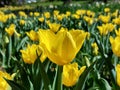 tulips bloom. Bright yellow petals. Spring Royalty Free Stock Photo