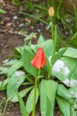 tulips snow Royalty Free Stock Photo