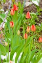 tulips snow Royalty Free Stock Photo