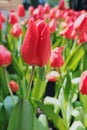 tulips bloom in the garden