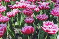 tulips bloom in the garden