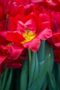 Tulips in bloom Royalty Free Stock Photo