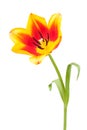 Tulips bloom single Royalty Free Stock Photo