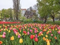 Tulips in bloom in Toronto downtown