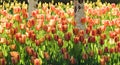 Tulips in bloom