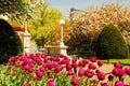 Tulips in Bloom Royalty Free Stock Photo