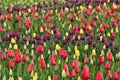 Tulips blooming in a field in Mount Vernon, Washington in the Skagit Valley Royalty Free Stock Photo