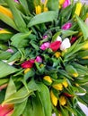 Tulipány kvetoucí květiny 