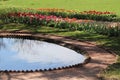 Tulips Blooming by Pond at Monticello Royalty Free Stock Photo