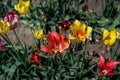 Close up of Red pink and yellow tulips during the Tulip Festival in Oregon.