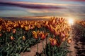 Orange crimson tulips in a field at sunset.