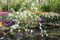 Blossom And Tulips - Keukenhof Gardens