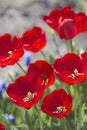 Tulips in blossom in spring