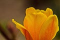 Tulips blossomed in spring on the backyard