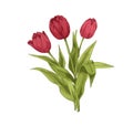 Tulips, blossomed spring flowers. Floral plant with delicate gorgeous petals, leaf, lush blooms drawn in vintage retro