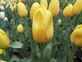 Tulips blossoms flower yellow Gorgeous In full bloom Aromatic fragrance Blooming Clusters