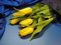 Tulips on a blue background closeup Royalty Free Stock Photo