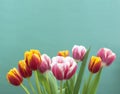 Tulips on a blue background.