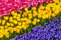 Tulips and blue muscari garden closer Royalty Free Stock Photo