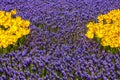 Tulips and blue muscari