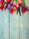 Tulips on blue wood background Royalty Free Stock Photo