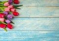 Tulips on blue wood background Royalty Free Stock Photo