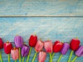 Tulips on blue wood background Royalty Free Stock Photo