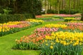 Tulips and bluebell flowerbed