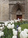 Tulips bordering the entrance of the Catholic Church of the Immaculate Conception Royalty Free Stock Photo