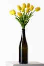 Tulips in a bottle. Royalty Free Stock Photo