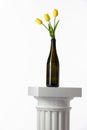 Tulips in a bottle. Royalty Free Stock Photo