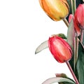 Tulips. bouquet of flowers. Spring. watercolor clip art