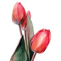 Tulips. bouquet of flowers. Spring. watercolor clip art