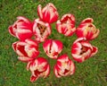 Tulips bouquet on green grass Royalty Free Stock Photo