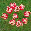 Tulips bouquet on green grass Royalty Free Stock Photo