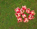 Tulips bouquet on green grass Royalty Free Stock Photo