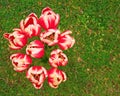 Tulips bouquet on green grass Royalty Free Stock Photo