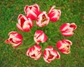 Tulips bouquet on green grass Royalty Free Stock Photo