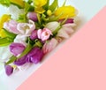 Tulips Bouquet of pink yellow lilac abstract white blue festive holiday background Concept for Valentine`s Day, Women  day ,Wedd Royalty Free Stock Photo