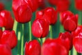 Tulips bouquet in warm sunlight