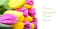 Tulips Royalty Free Stock Photo