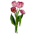 Tulips bouquete painted isolated on white background with space for text