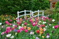 Tulips and a bridge in Keukenhof garden, Netherlands Royalty Free Stock Photo
