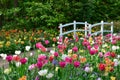 Tulips and a bridge in Keukenhof garden, Netherlands