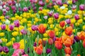 Tulips, bright beautiful color, bloom in the garden in the open field